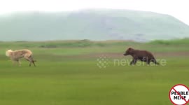 Wolf plays with beer family