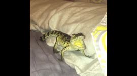 Cute baby crocodile makes disappointed noises after hiding spot is rumbled