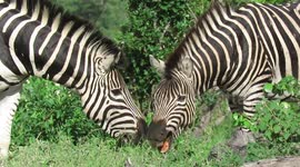 Two zebras greet each other then start to 'babble' together