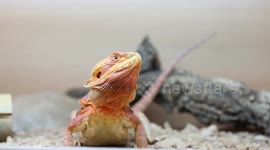 Bearded Dragon eating a fruit beetle grub for the first time, I think he enjoyed it!