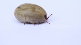 This is what a fully engorged tick looks like
