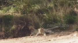 Needy female leopard spotted annoying her mate