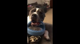 Happy Staffie stuck both wanting to sleep but also wanting playtime