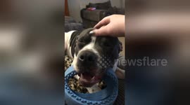 Happy Staffie stuck between wanting to sleep and wanting to play