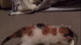 Tilly the kitten has just learnt to lap her milk after having to be fed by a syringe!