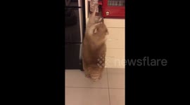 Greedy raccoon tries to steal his favourite biscuits in kitchen