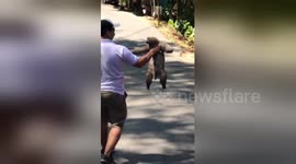 Sloth needs a lift from passing driver to help cross the road