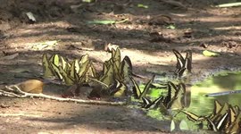 Gorgeous tropical butterflies drinking at puddle – or ‘puddling’