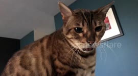 Auto-tuned cat has quite the musical miaow
