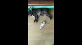 Pug does 'The Worm' to get milk