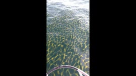 Strange yellow 'leopard print' bloom filmed in waters off Thailand
