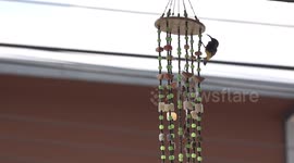 Two spider hunter birds start building a nest in a wind chime on my porch.