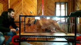 Maya amstaff on treadmill