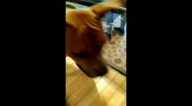 Powerdog treadmill run
