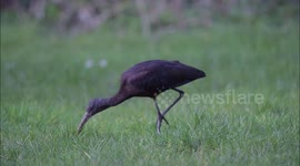Glossy Ibis, a rare visitor to Helston, Cornwall UK.