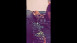Dog and pineapple
