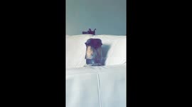 Dog staring at sofa