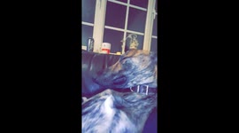 Dog loving cuddles