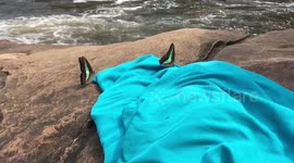 Turquoise butterflies playing by child at Tatai waterfalls, Cambodia