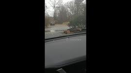 Animal antics