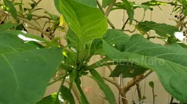 Huge and Fragrant Pink Angel's Trumpet Flowers