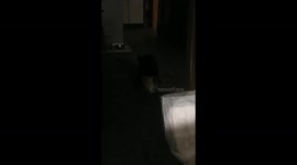 I think my dog & cat are in love