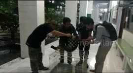 lutung (monkey) in Java is in a condition of being flown successfully saved by the animal community, in the district of Probolinggo