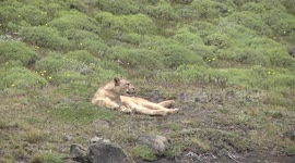 An intimate experience with four Pumas together in Patagonia!