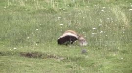 A Southern Hog nosed Skunk hunting