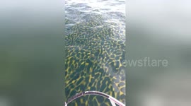 Strange 'leopard print' yellow bloom filmed in waters off Thailand