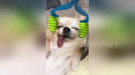 Feeling jealous? Dog left utterly relaxed by special head massager