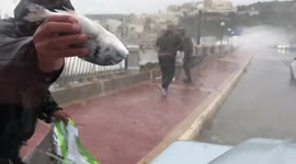 It's raining fish! Men brave raging storm on Malta to pick up fish blown ashore