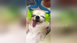 Feeling jealous? Dog left utterly relaxed by special head massager