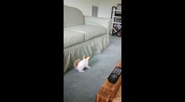 Cute rescue kitten sees a ball for the first time and learns to play