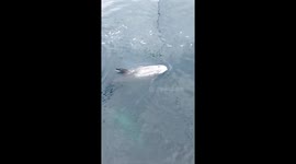 Pod of Rizzos dolphins in the Atlantic