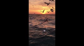 Divebombing birds!
