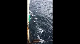Birds flying under water