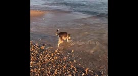 Fishing dog!!!