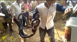 Deadly 16-foot king cobra captured in India after it tried to enter a home