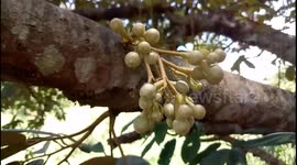Durian Tree Flowers
