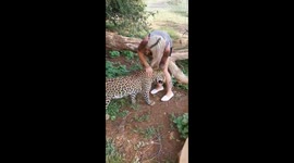Leopard cuddles and kisses in a sanctuary