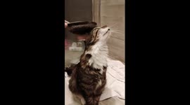 Cat loves to be groomed and do it himself as well