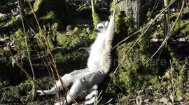 UK zoo lemurs enjoy February heatwave