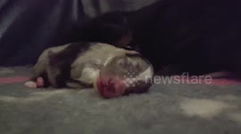 4 day old puppy dreaming