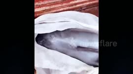Kind-hearted men rescue crying porpoise from market and release it back into the sea