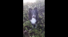 Dog asked if she wants to take a photo jumps into bush to pose