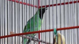 Caged to compete: Indonesia's bird singing contest angers conservationists