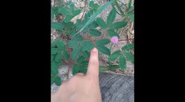 Brazilian plant that shrinks when touched