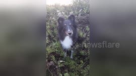 Dog asked if she wants to take a photo, so jumps into bush to pose