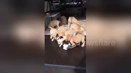 Affectionate golden retriever puppies gang up on cat in China's Shanxi